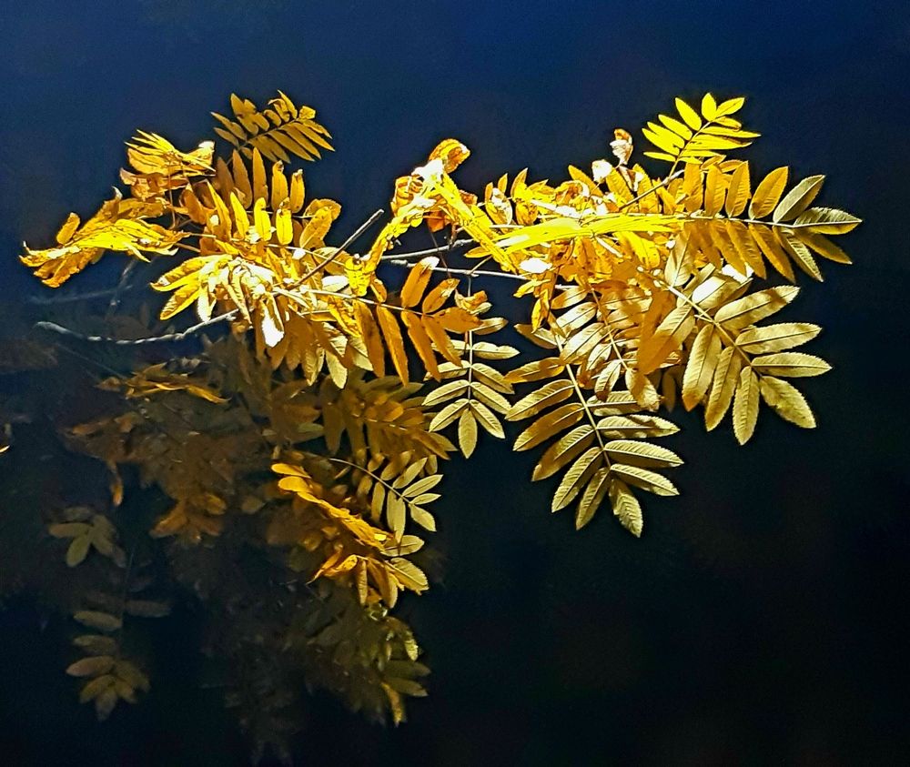 Photograph by Михаил Бронников