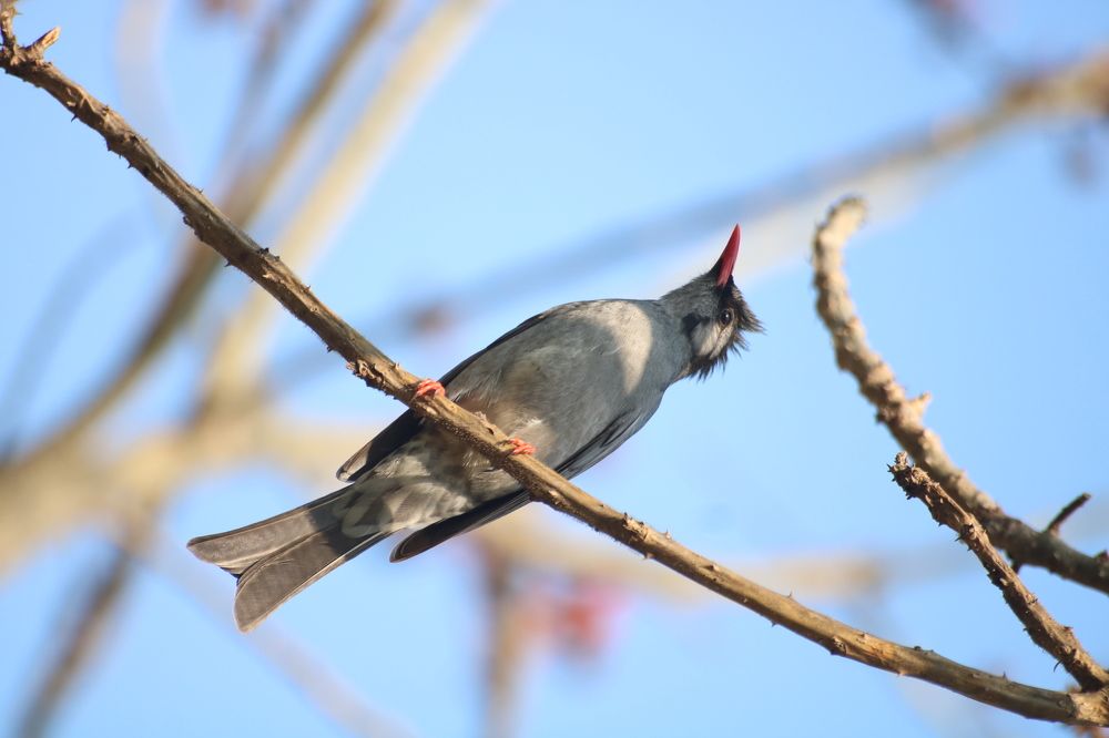 Black bulbul.(Hypsipetes Leucocephalus)