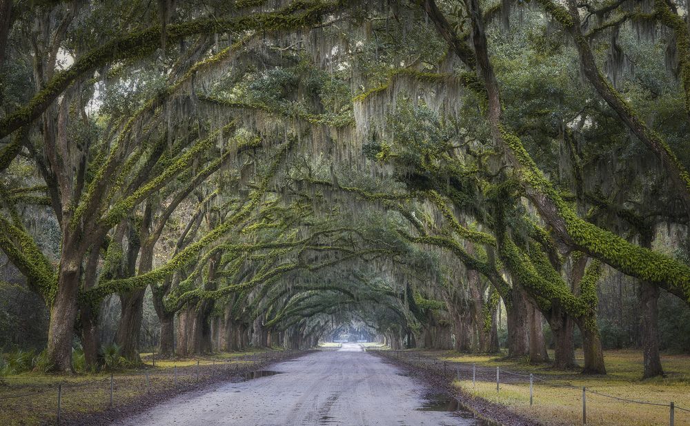 Evening light over oak road