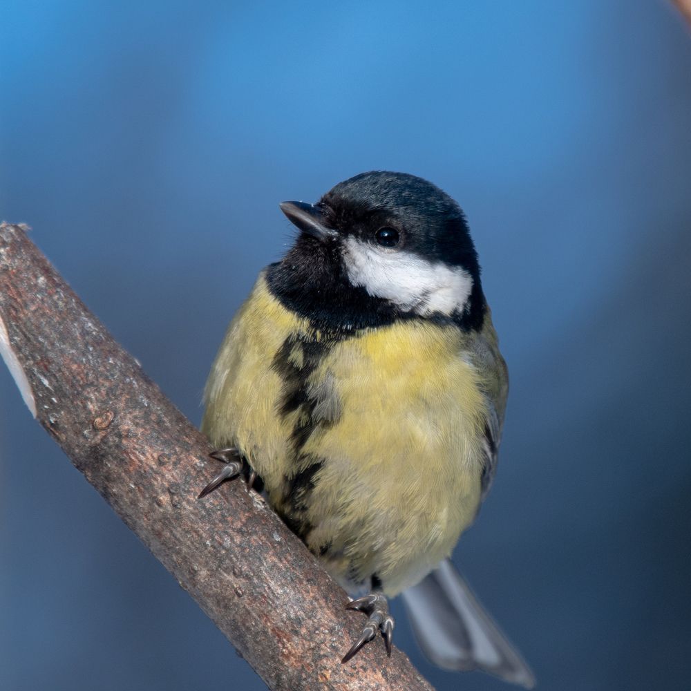 Фотография автора Юрий Калиногорский