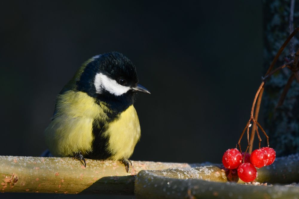 Фотография автора Юрий Калиногорский