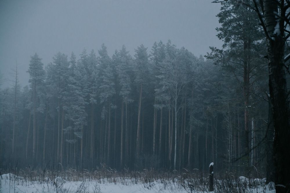 Photograph by Алла Шаталова