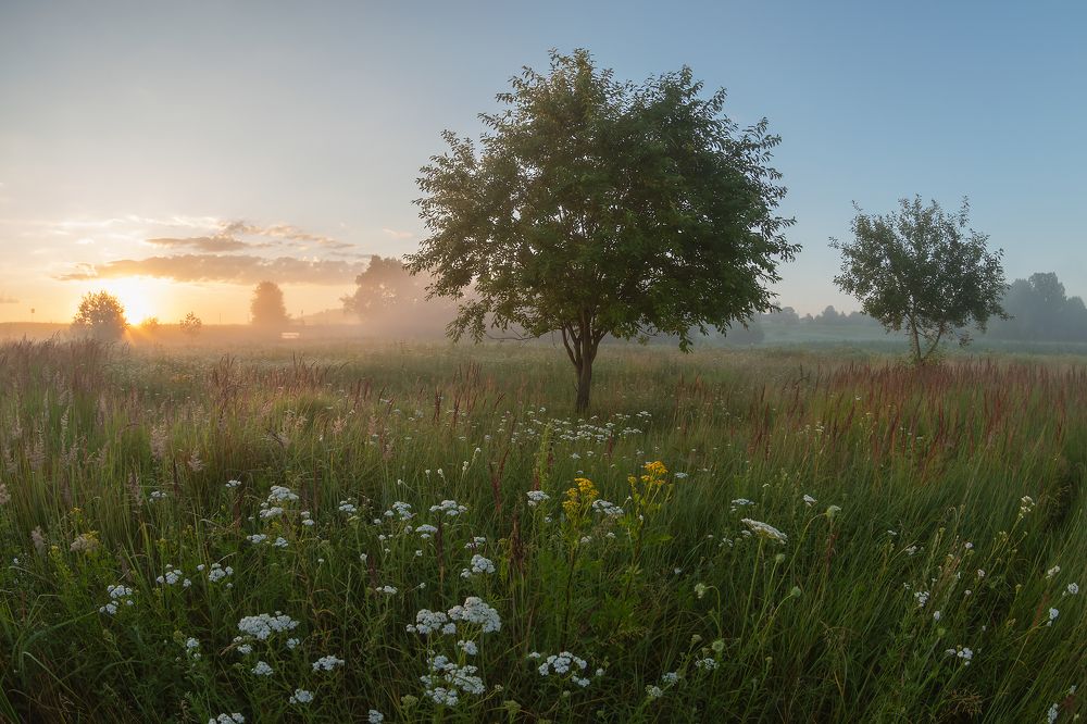 Летнее утро