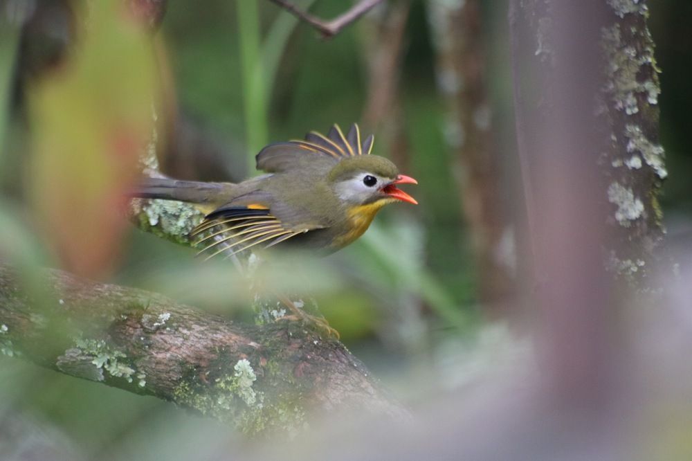 Feed me! I'm baby bird often die from incorrect feeding.
