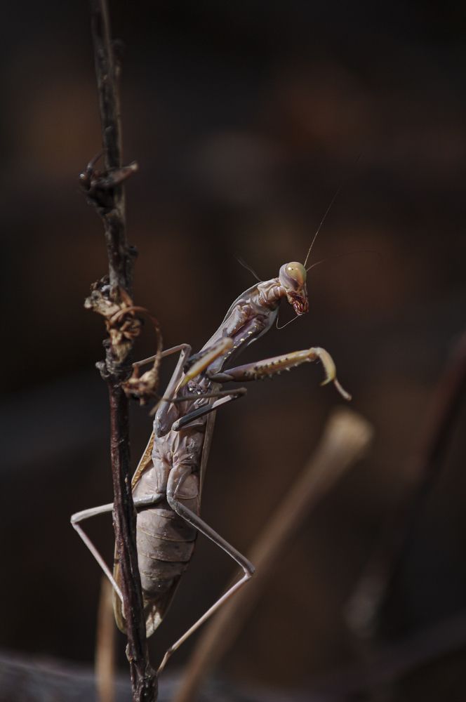 Официант! Вон ту муху пожалуйста.