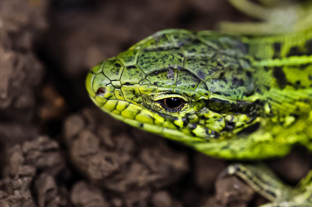 Photograph by Ирина Команова