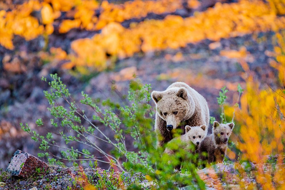 Медвежья семейка