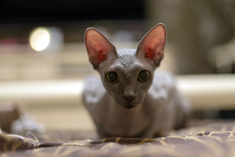 Канадский сфинкс