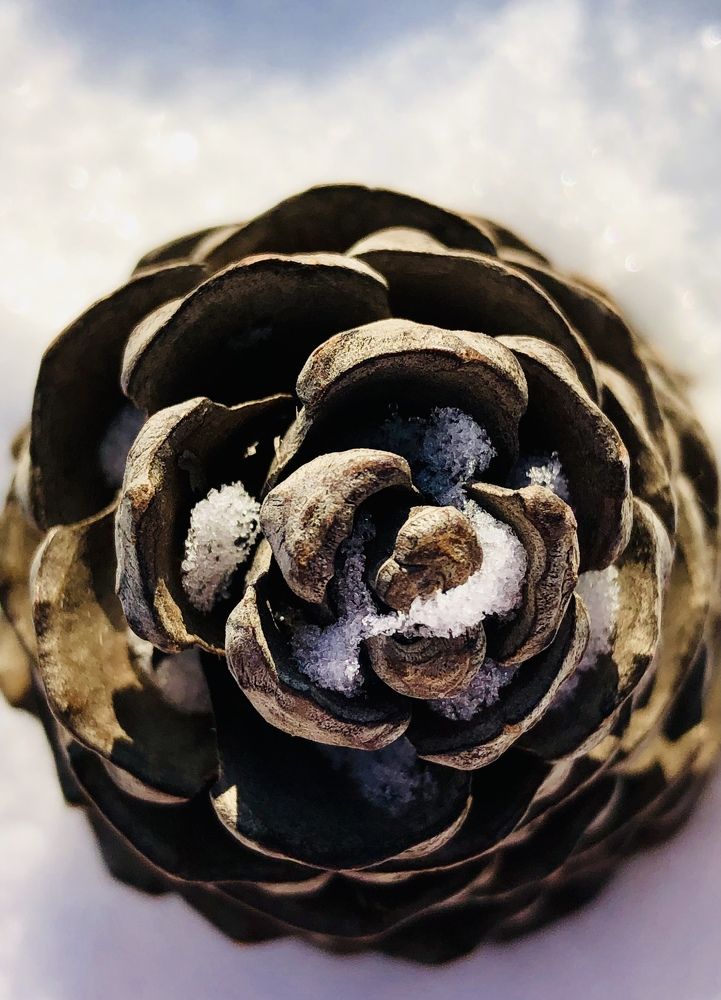 Еловая шишка.