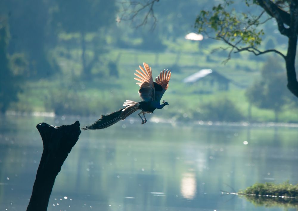 Photograph by Nadarajah Mauran