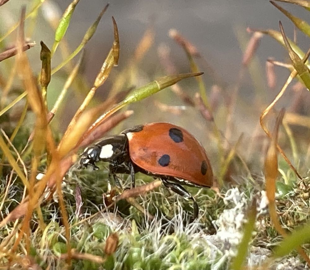 Photograph by Лена Гобена