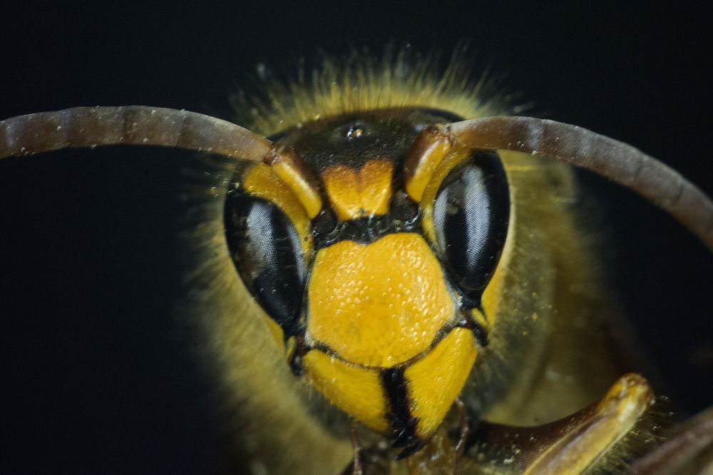 Photograph by Berezvai László