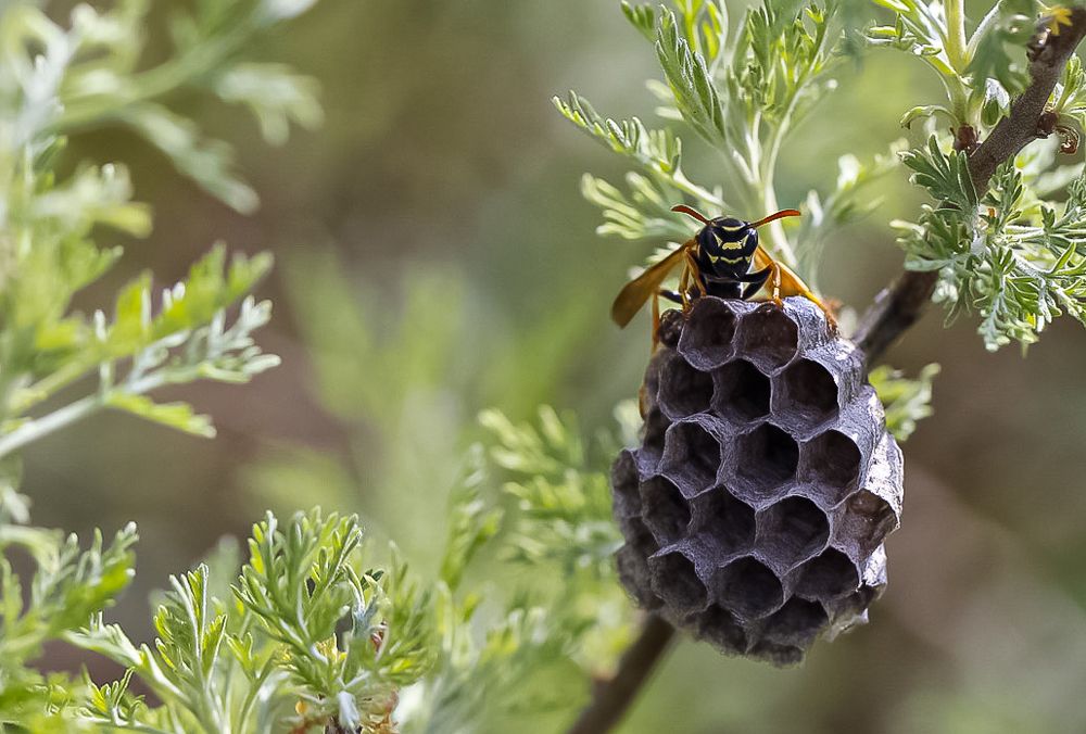 Photograph by Ирина Команова