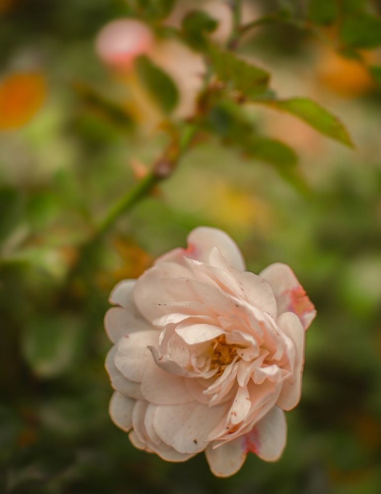 Photograph by Карина