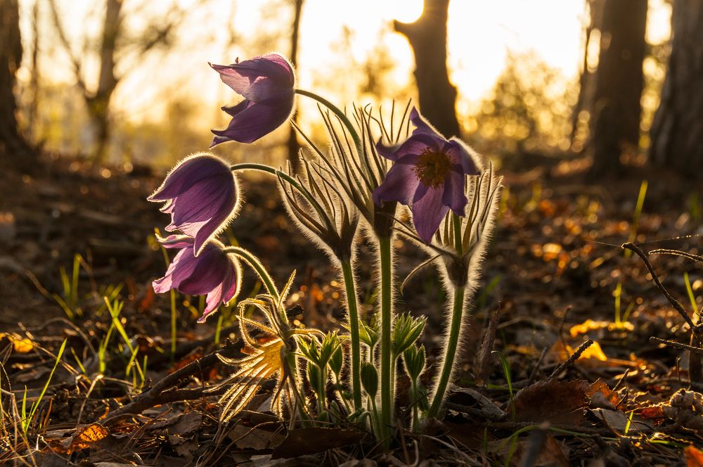 Photograph by Андрей Папанов
