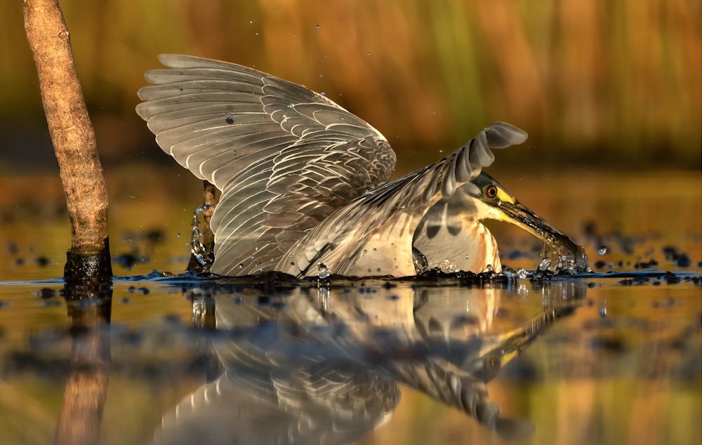 Al agua por la presa
