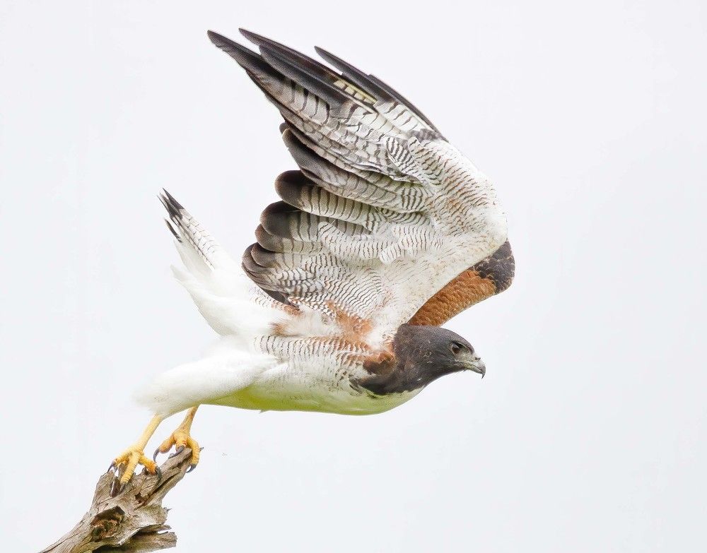 Gavião de Rabo Branco
