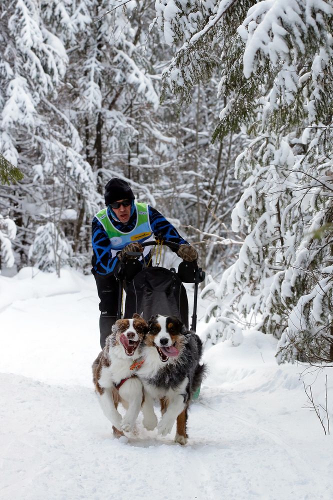 Гоночные псы