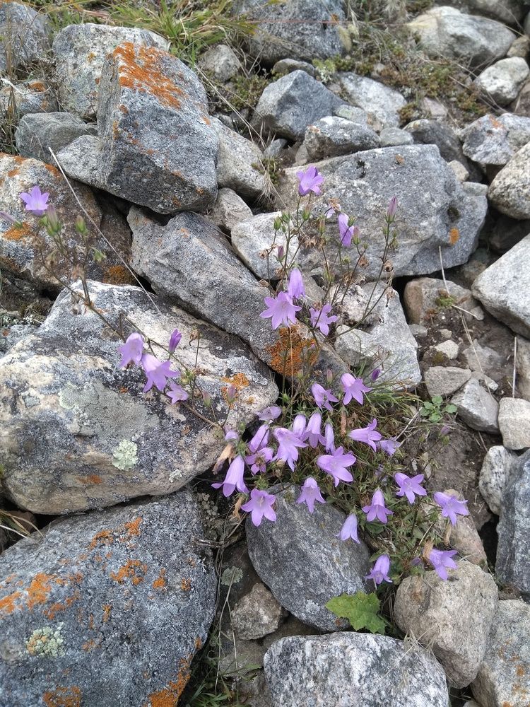 Горные цветы