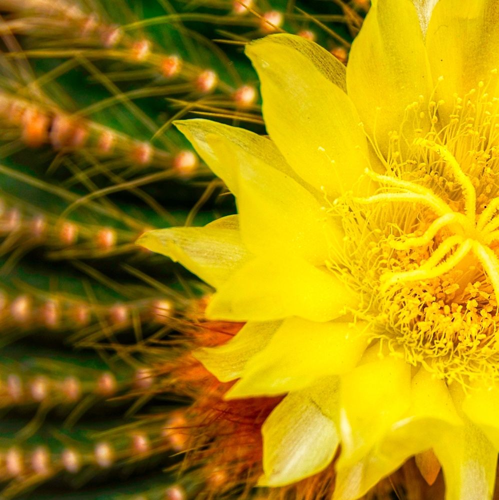 Фотография автора Soha Emera