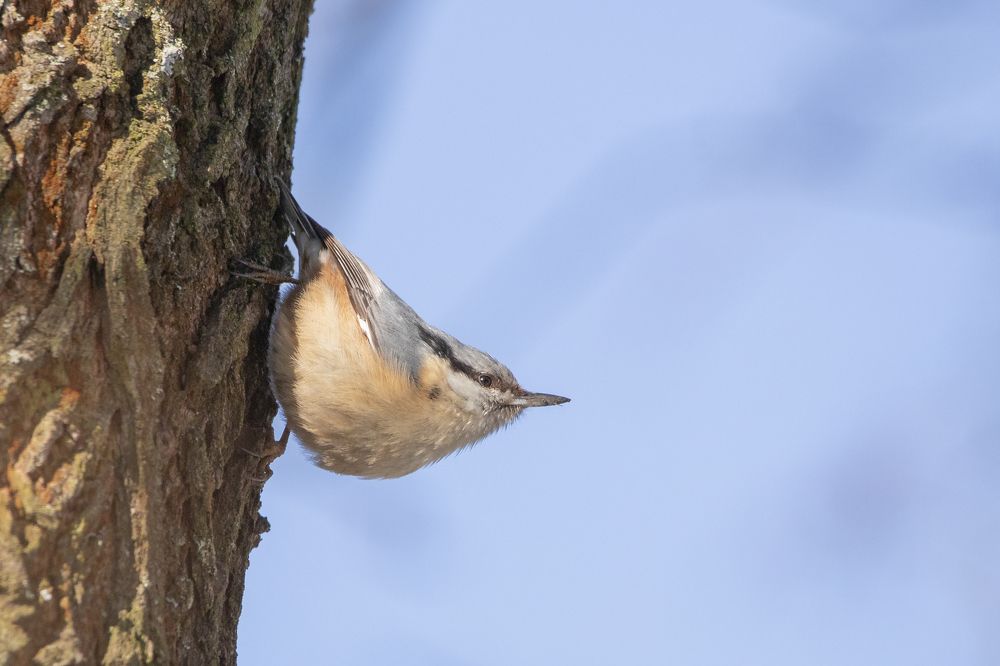 Photograph by Donatas