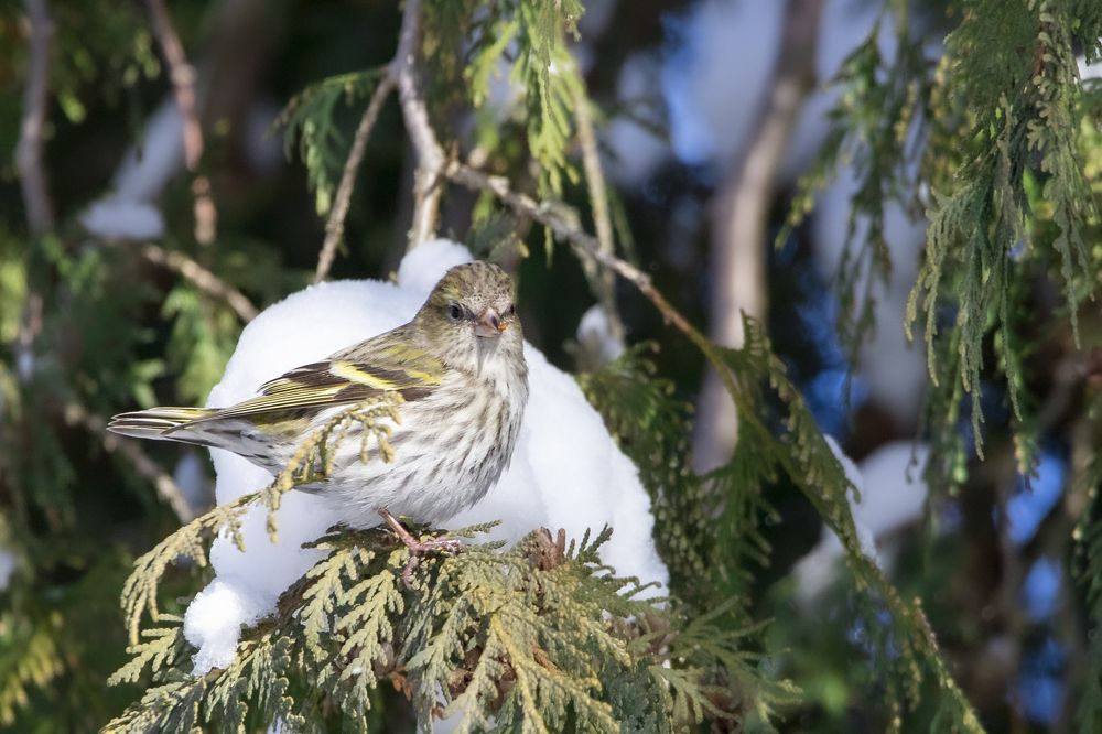 Photograph by Donatas