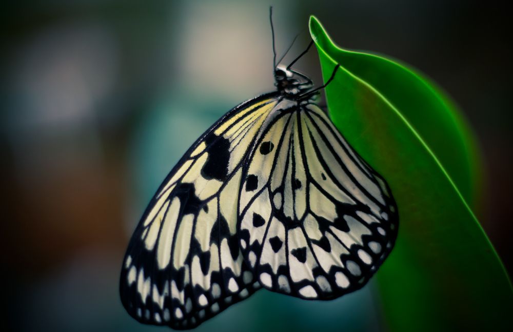 Photograph by Sanja Ristivojevic