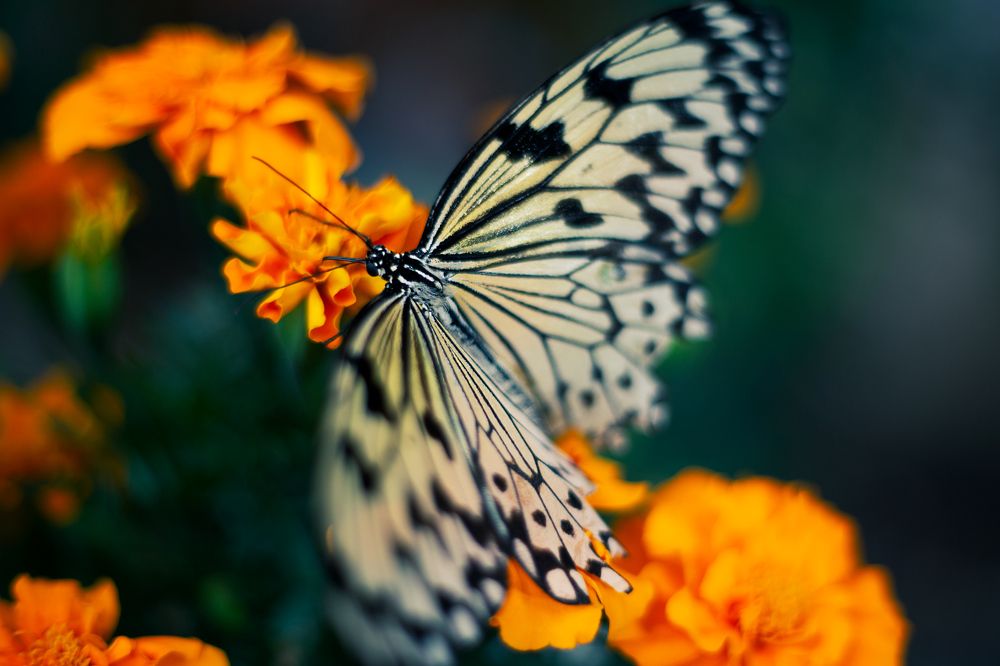 Photograph by Sanja Ristivojevic