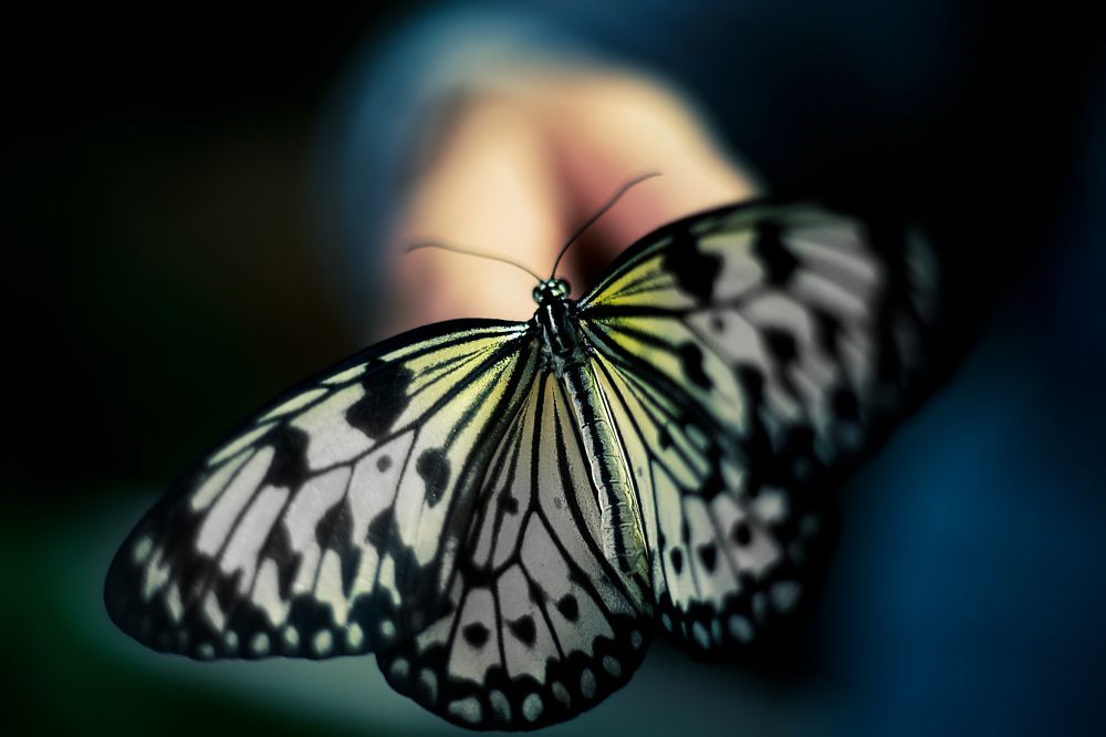 Photograph by Sanja Ristivojevic