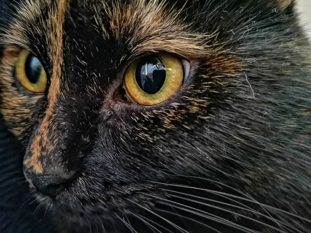 Взгляд кошки