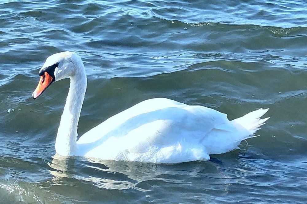 Swan's sea