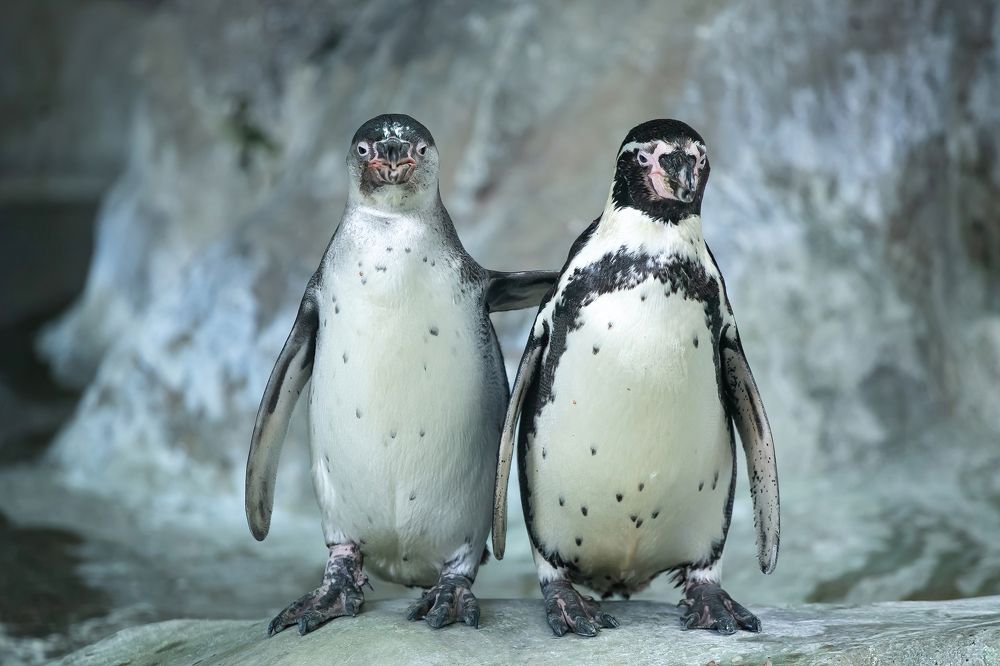 Закадычные друзья