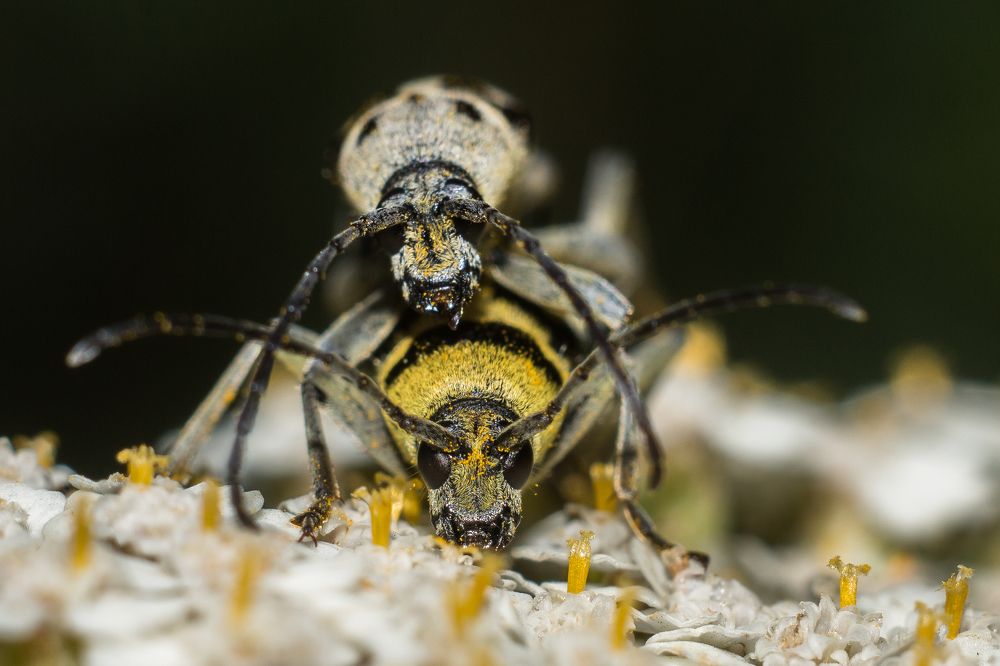 Photograph by Дина Горбачёва