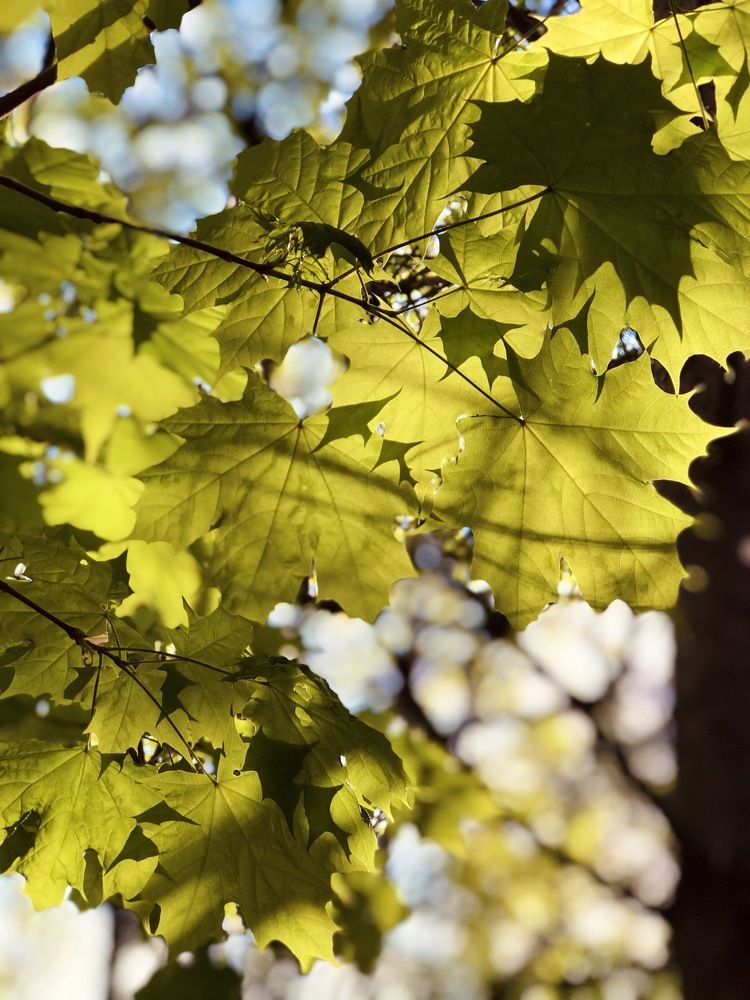 Photograph by Диана Гювенч