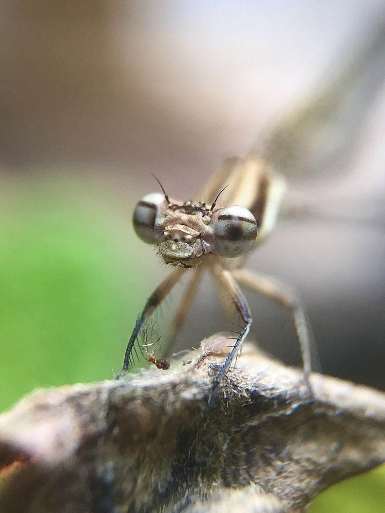 Damselfly watches me
