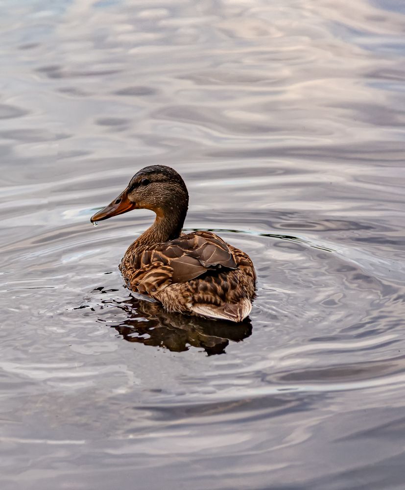 Фотография автора Oleg Podlesnykh