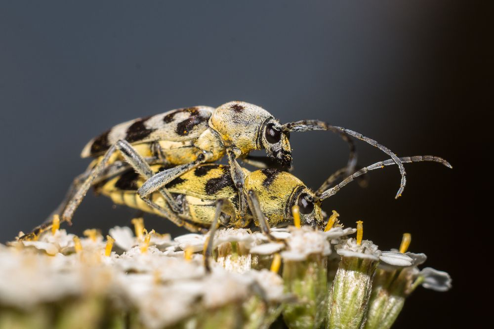 Photograph by Дина Горбачёва