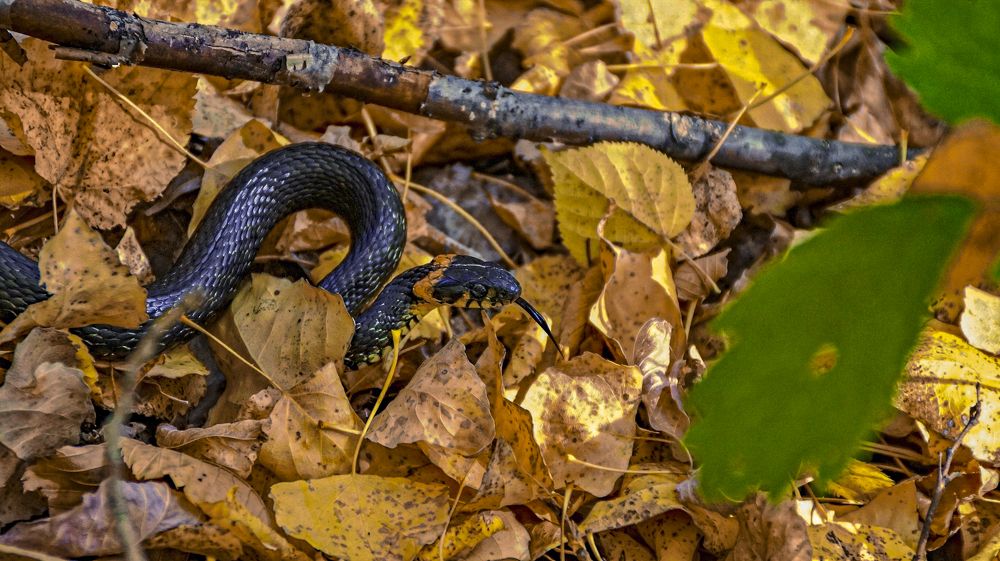 В охранении...