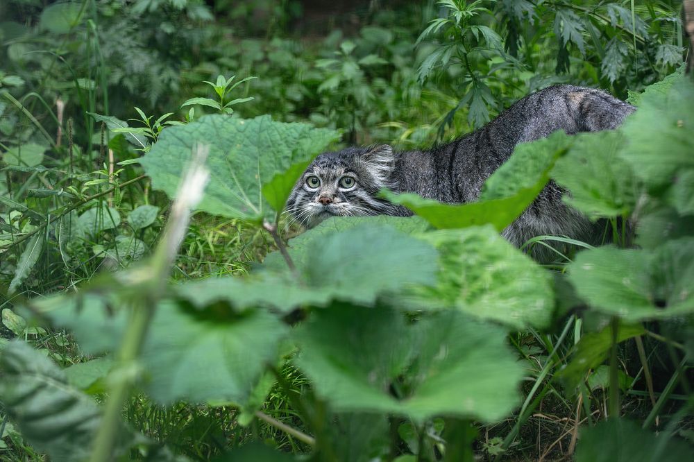Крадущийся манул