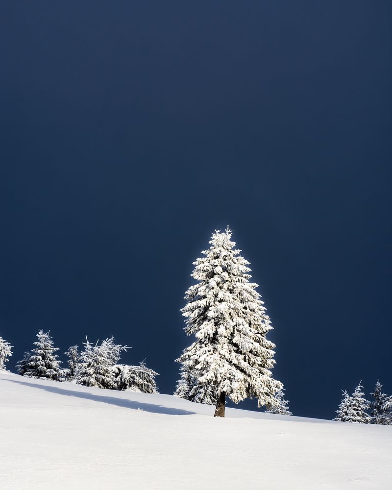 Фотография автора Bogdan Barbulescu