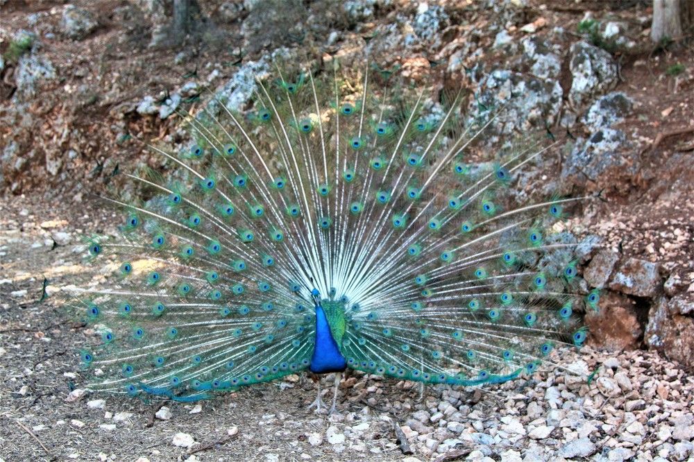 Photograph by Анастасия Сыротюк