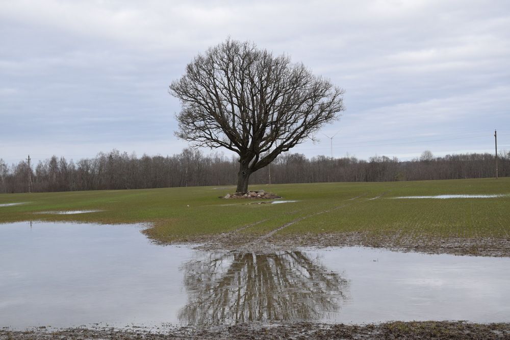 Photograph by Jolanta Zutiene