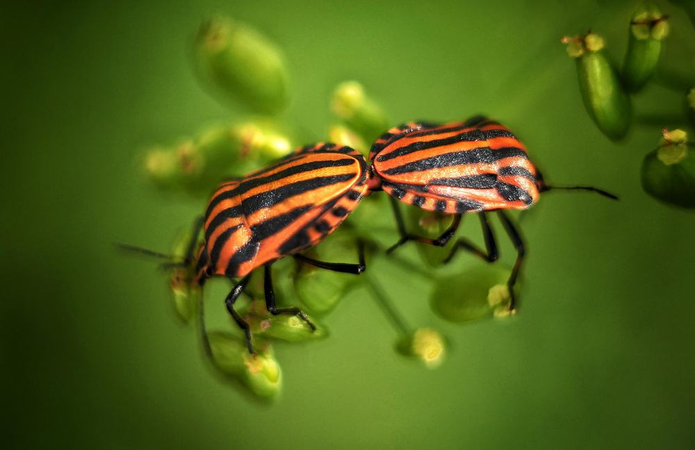 Продолжая Род.