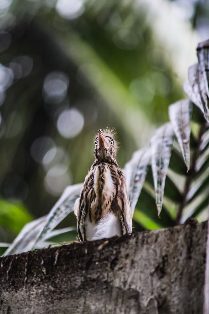 Фотография автора Kuramana Ashok Kumar