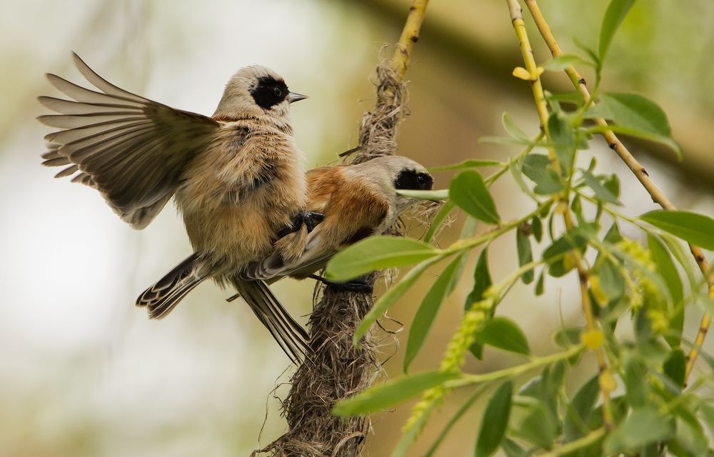 Птичья любовь