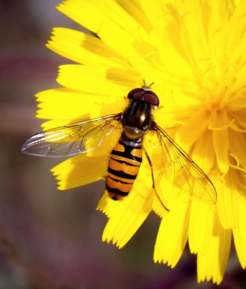 Photograph by Ави Христова