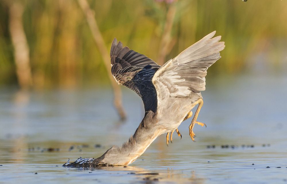 Photograph by Horacio Artero