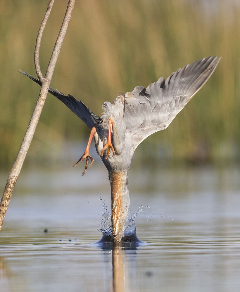 Photograph by Horacio Artero
