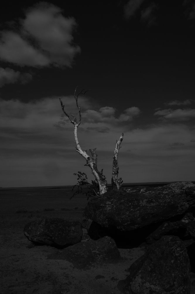 Береза,растущая из метеорита.