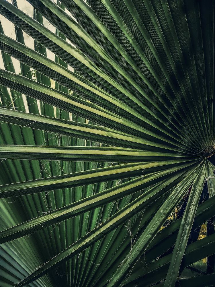 ~The Sacred Geometry of a Palm Tree~
